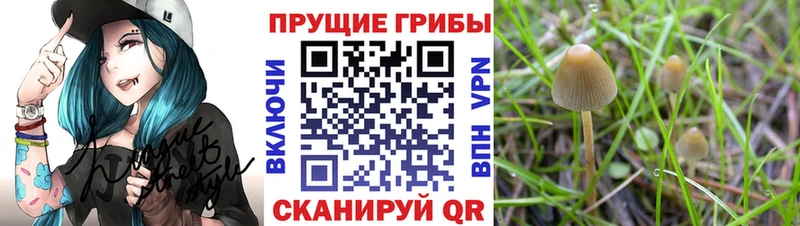 Галлюциногенные грибы GOLDEN TEACHER  как найти   omg ссылка  Сосновый Бор 
